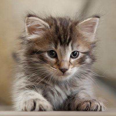 Nelson - 6 weeks old