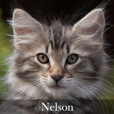 Nelson