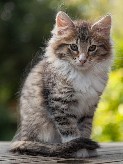 Newton - 11 weeks old