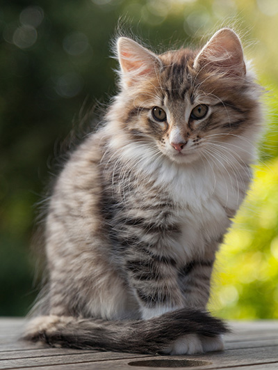 Newton - 11 weeks old
