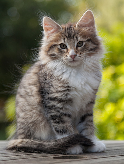 Newton - 11 weeks old