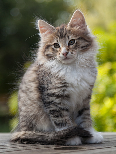 Newton - 11 weeks old