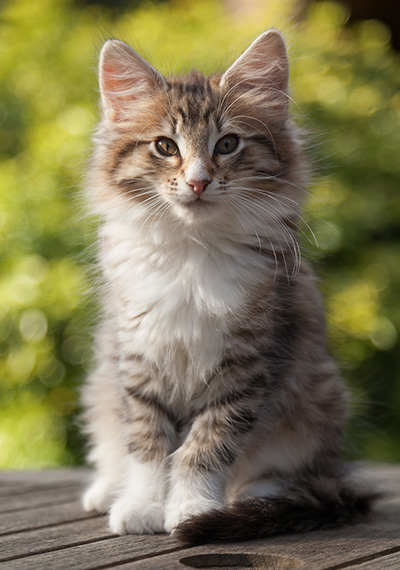 Newton - 11 weeks old