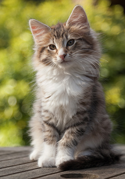 Newton - 11 weeks old