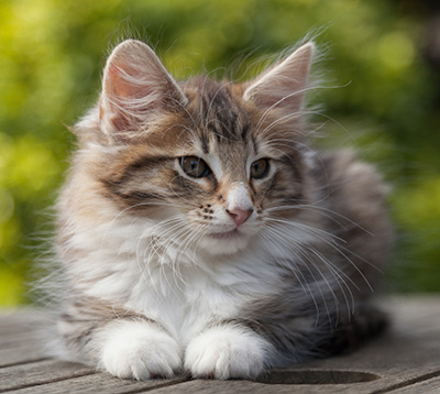 Newton - 11 weeks old
