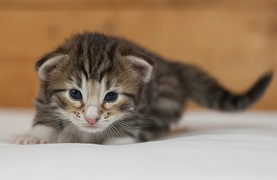 Newton - 3 weeks old