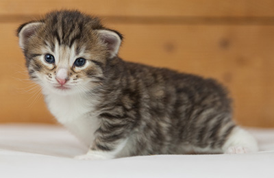 Newton - 3 weeks old