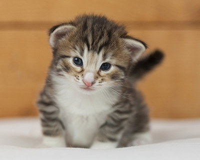 Newton - 3 weeks old
