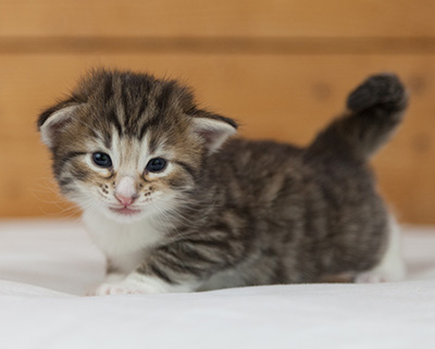 Newton - 3 weeks old