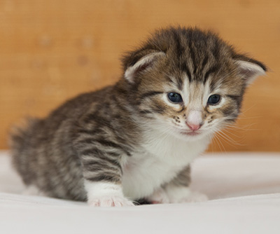 Newton - 3 weeks old