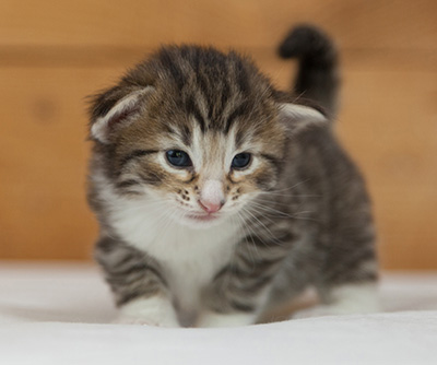 Newton - 3 weeks old