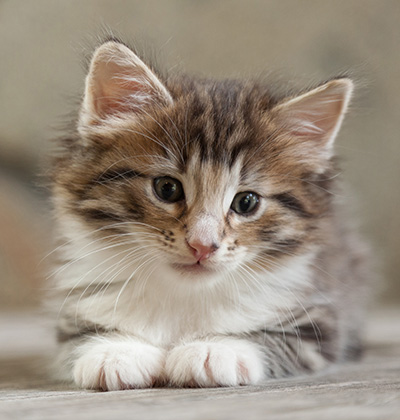 Newton - 6 weeks old
