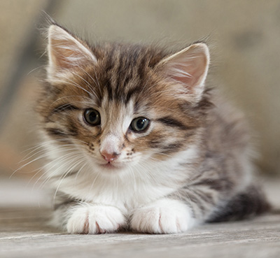 Newton - 6 weeks old