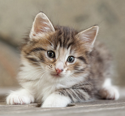 Newton - 6 weeks old