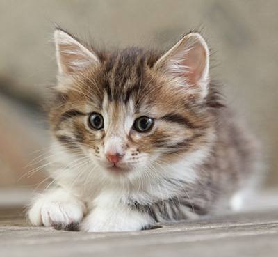 Newton - 6 weeks old