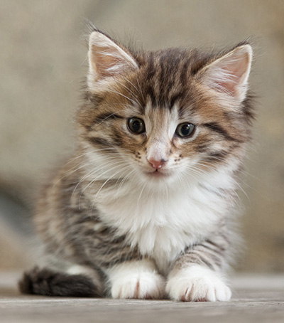 Newton - 6 weeks old
