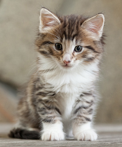 Newton - 6 weeks old