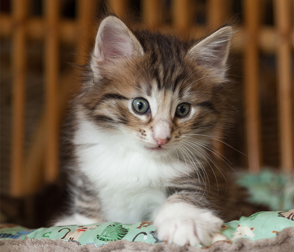 Newton - 6 weeks old