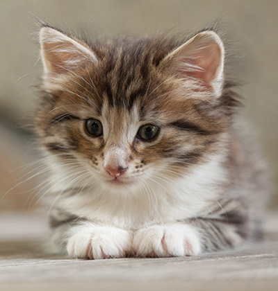Newton - 6 weeks old