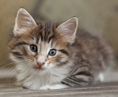 Newton - 6 weeks old