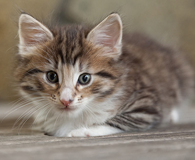 Newton - 6 weeks old