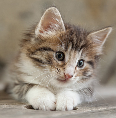 Newton - 6 weeks old