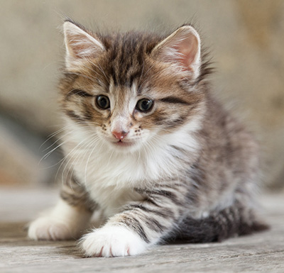 Newton - 6 weeks old