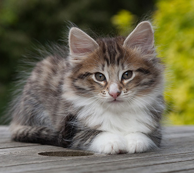 Newton - 8 weeks old