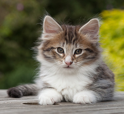 Newton - 8 weeks old