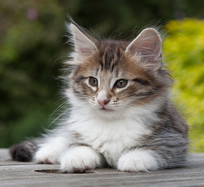 Newton - 8 weeks old