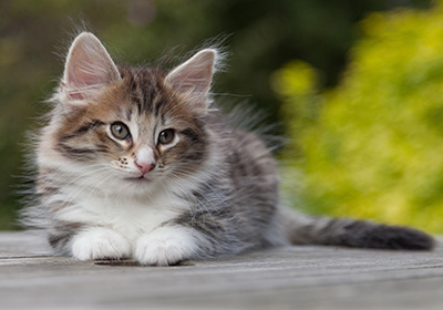 Newton - 8 weeks old