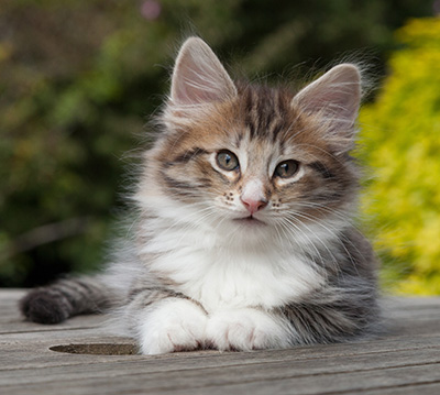 Newton - 8 weeks old