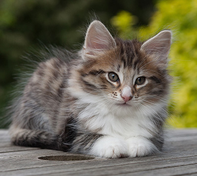 Newton - 8 weeks old