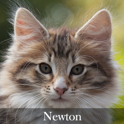 Newton