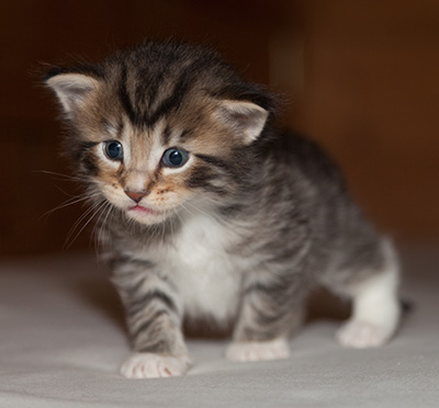 Jan-Anders - 3 weeks old