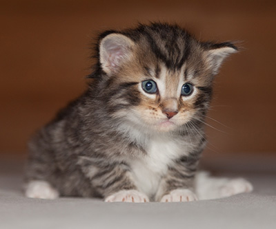 Jan-Anders - 3 weeks old