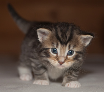 Jan-Anders - 3 weeks old
