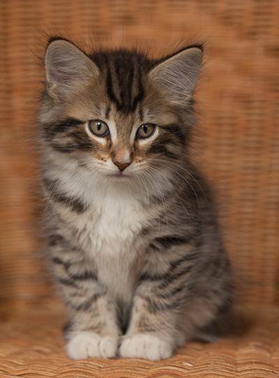 Jan-Anders - 7 weeks old
