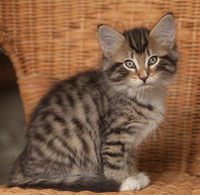 Jan-Anders - 7 weeks old