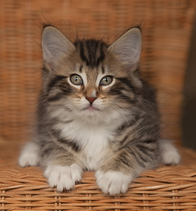 Jan-Anders - 7 weeks old