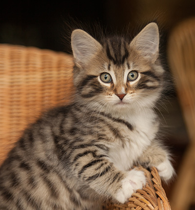 Jan-Anders - 7 weeks old