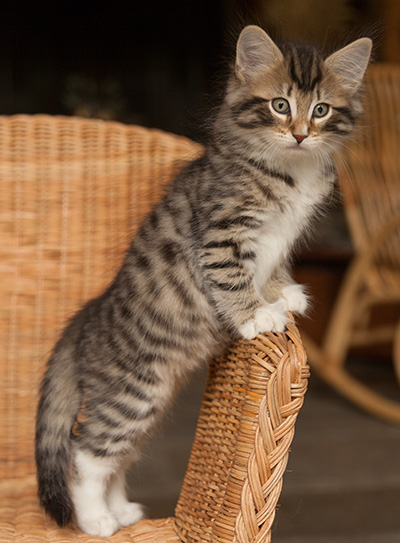 Jan-Anders - 7 weeks old