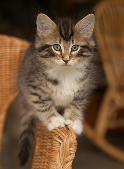 Jan-Anders - 7 weeks old