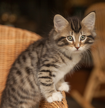 Jan-Anders - 7 weeks old