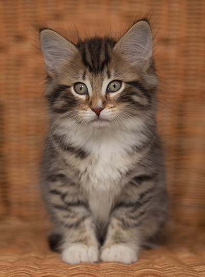 Jan-Anders - 7 weeks old