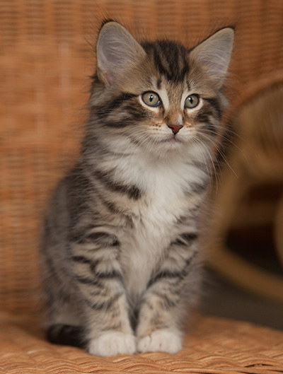 Jan-Anders - 7 weeks old