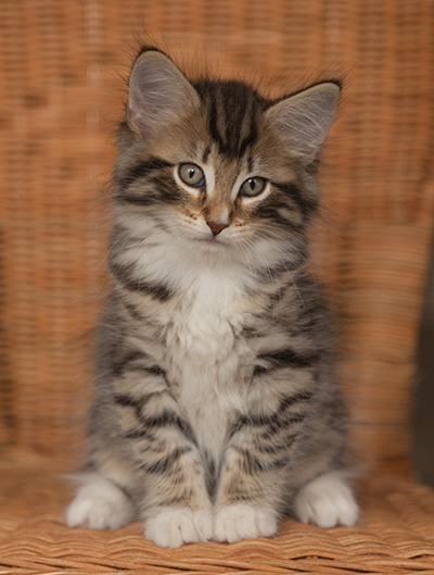 Jan-Anders - 7 weeks old