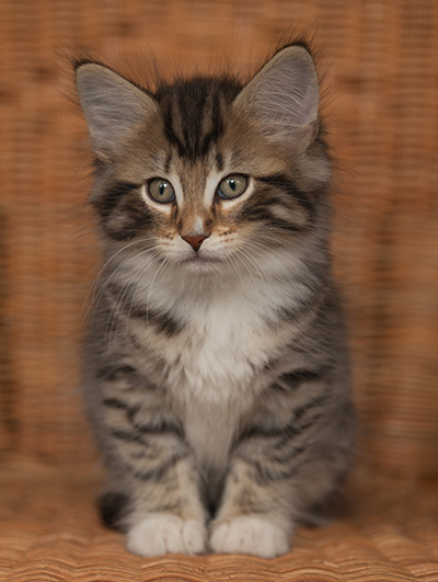 Jan-Anders - 7 weeks old