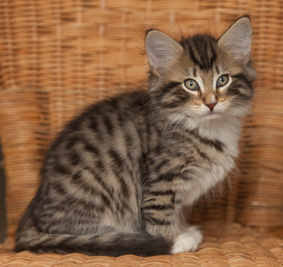 Jan-Anders - 7 weeks old