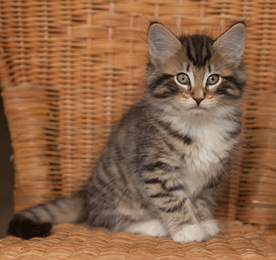 Jan-Anders - 7 weeks old